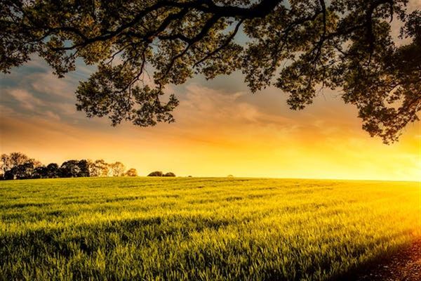 Gode råd til landmanden: Derfor skal du have planteavlsrådgivning