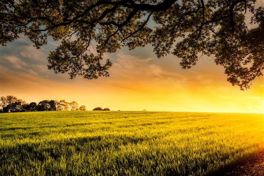 Gode råd til landmanden: Derfor skal du have planteavlsrådgivning