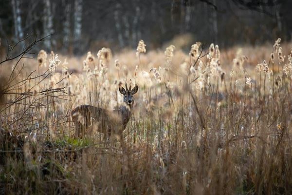 Essentielt jagtudstyr: Tre oversete genstande, der gør en forskel i naturen