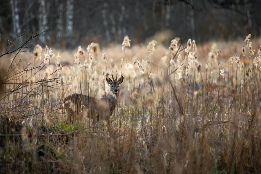 Essentielt jagtudstyr: Tre oversete genstande, der gør en forskel i naturen